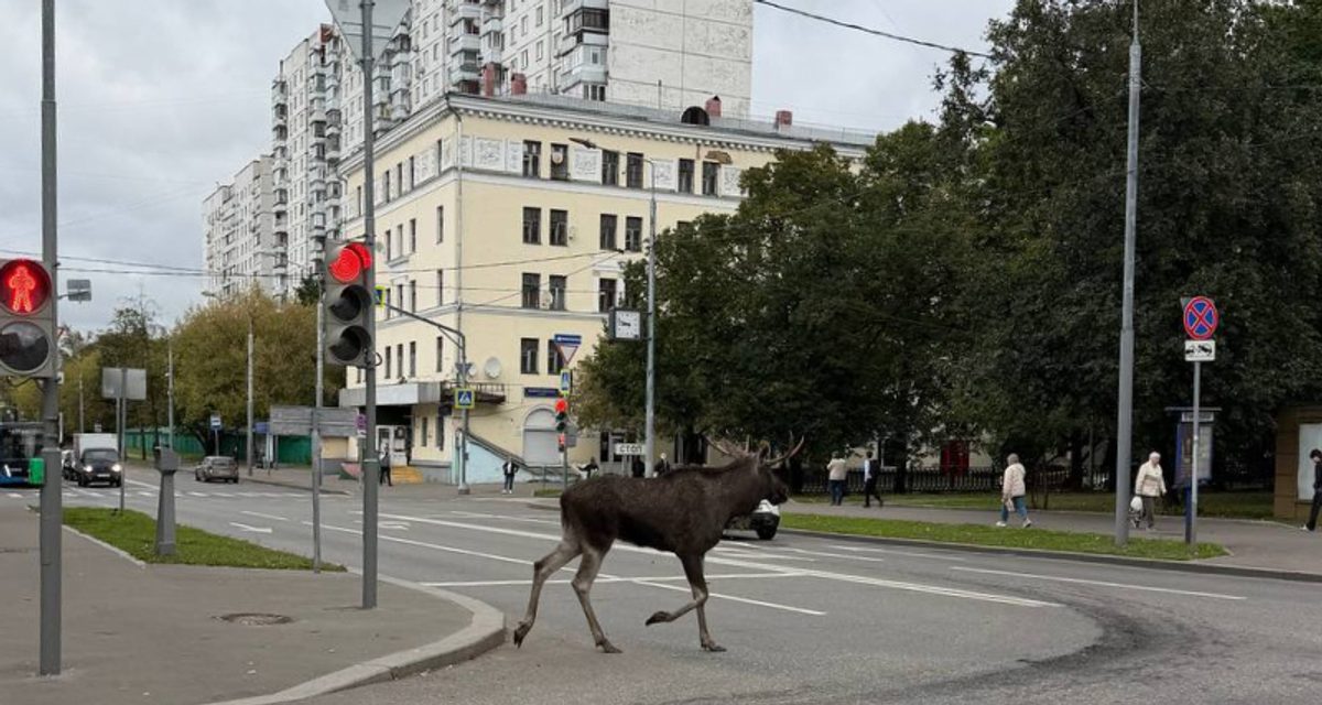 Огромный лось забрел из Лосиного острова в Измайлово и выбежал на дорогу